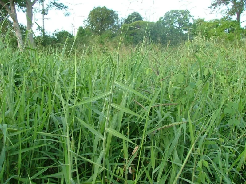 Tips Menanam Rumput Gajah Agar Cepat Tumbuh